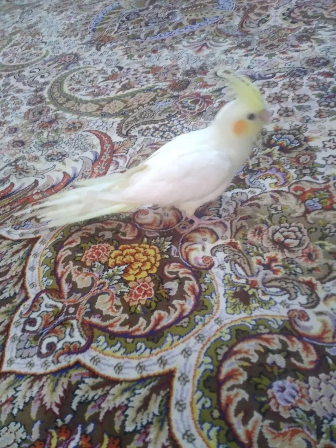 پرنده|پرنده|قم, اسمعیل آباد|دیوار