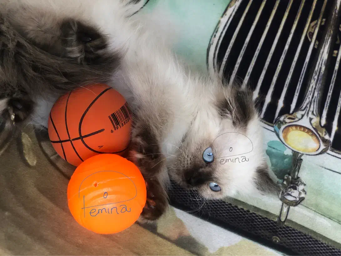 بچه گربه اسکاتیش|گربه|قائم‌شهر, |دیوار