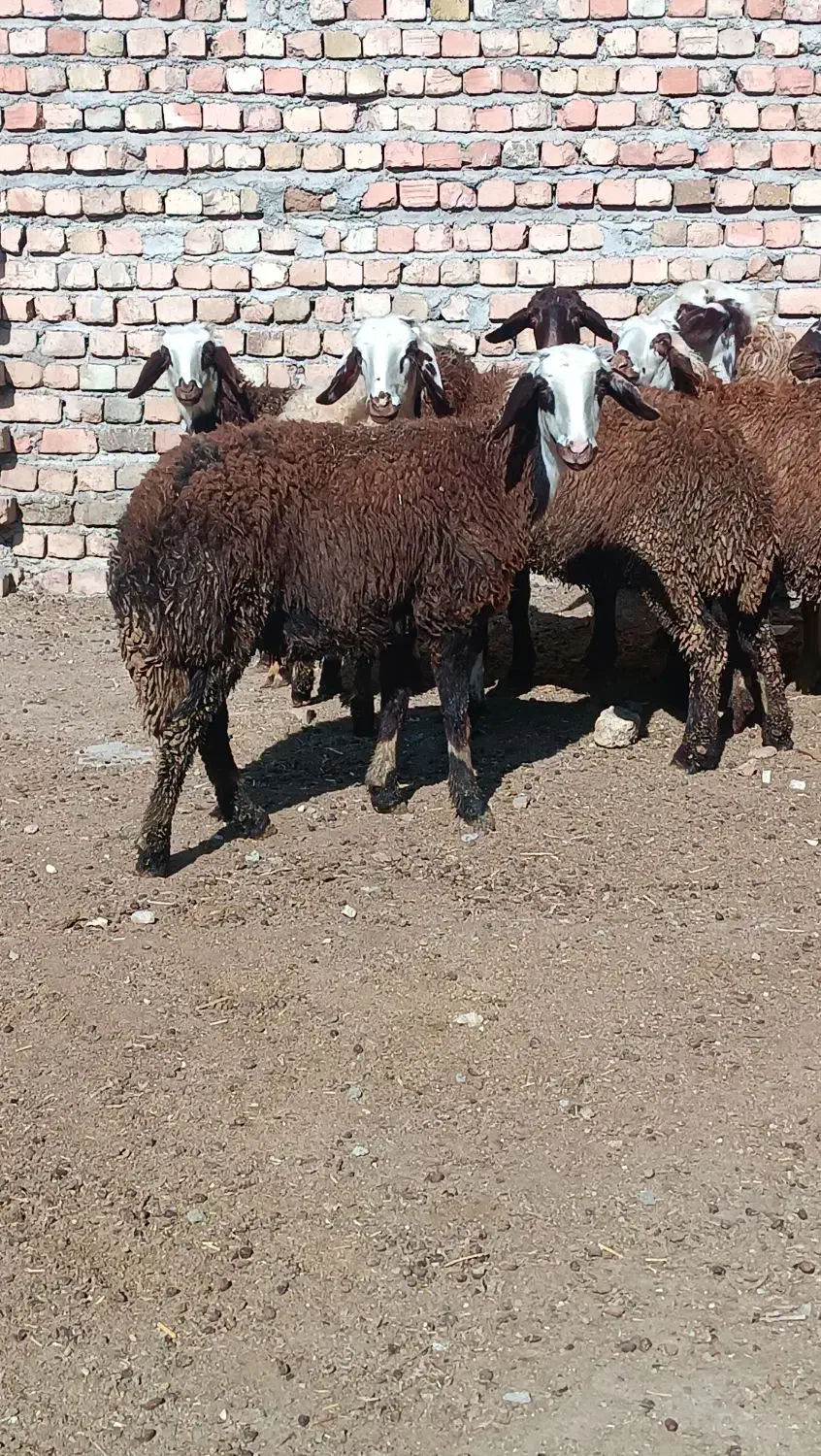 بره|حیوانات مزرعه|بروجرد, |دیوار