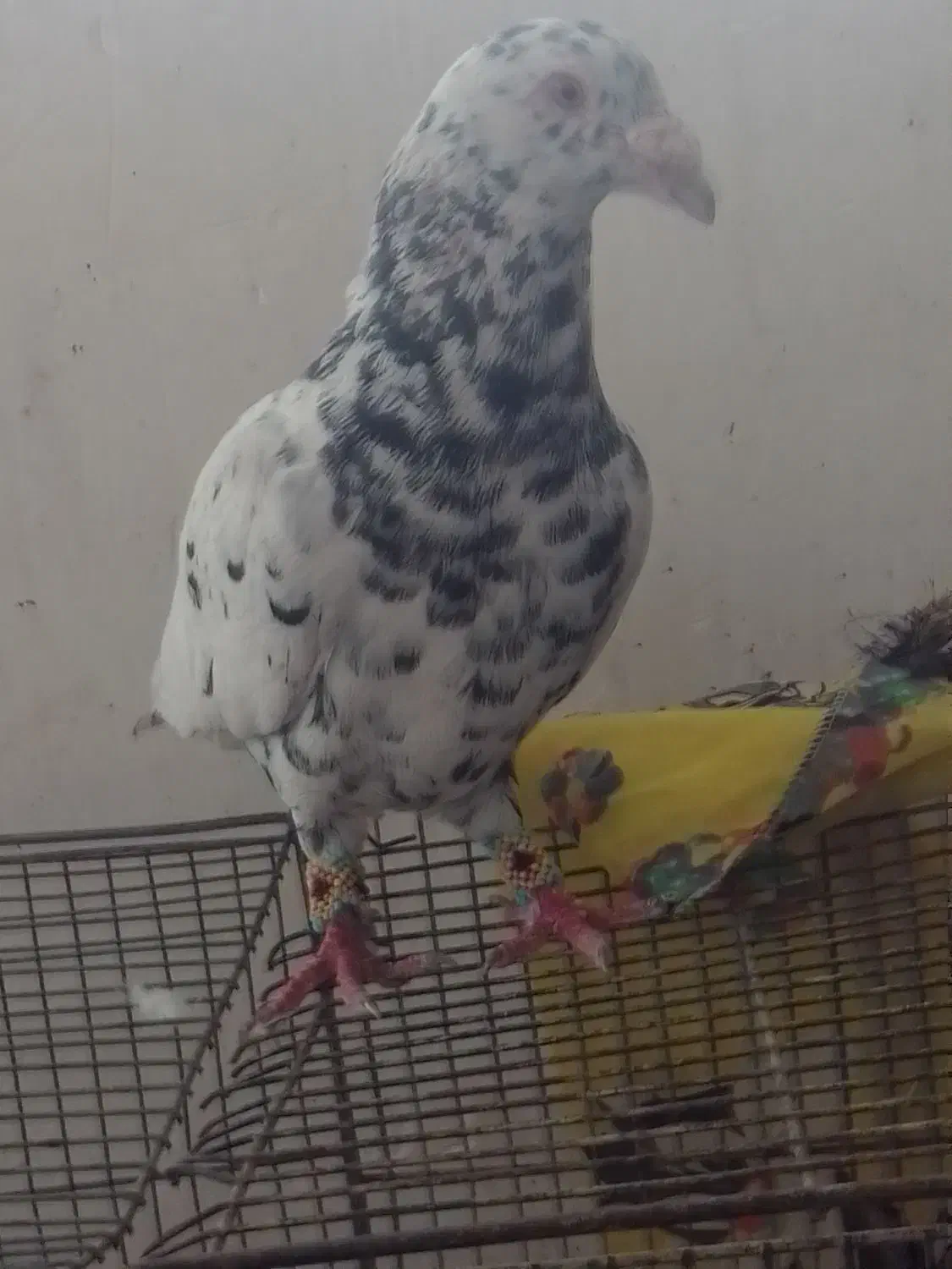 گفتی فروش|پرنده|نیشابور, قلعه نو|دیوار