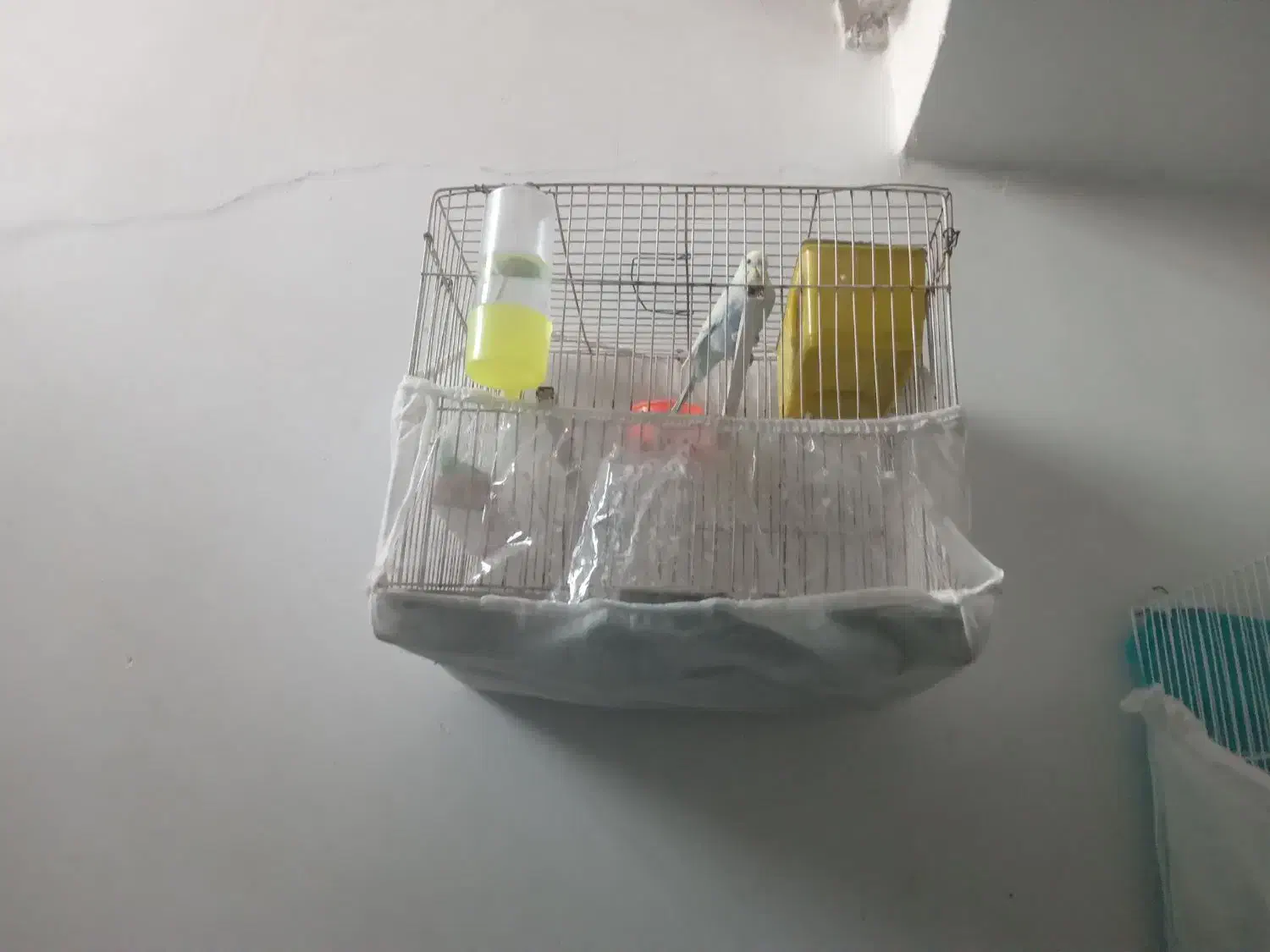 مرغ عشق باقفس|پرنده|مشهد, فاطمیه|دیوار