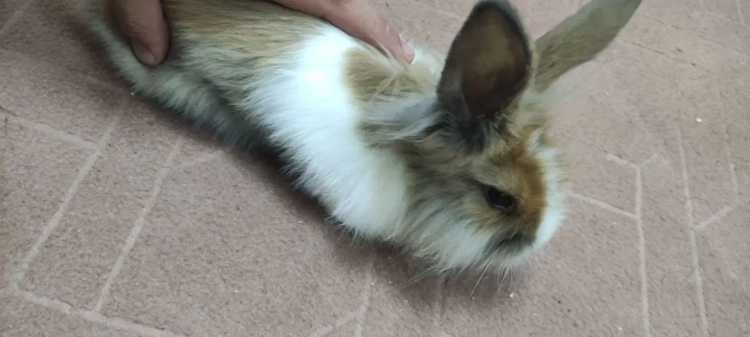 خرگوش|موش و خرگوش|اصفهان, شهرک قدس|دیوار