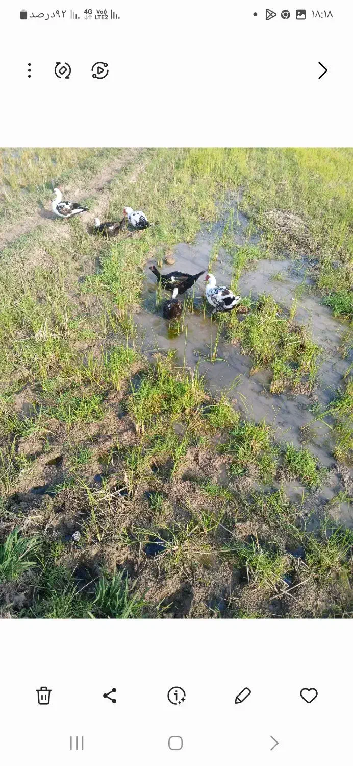 اردک اسراییلی|حیوانات مزرعه|کوچصفهان, |دیوار