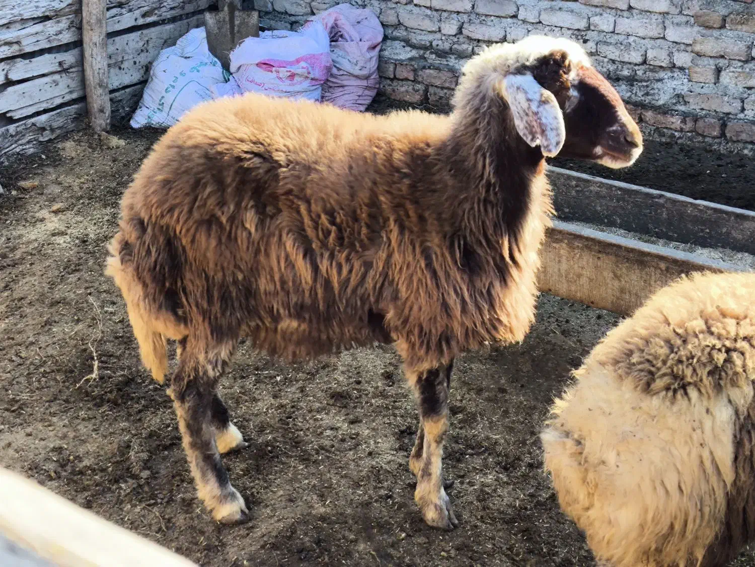 یک عدد توقلی|حیوانات مزرعه|گمیشان, |دیوار