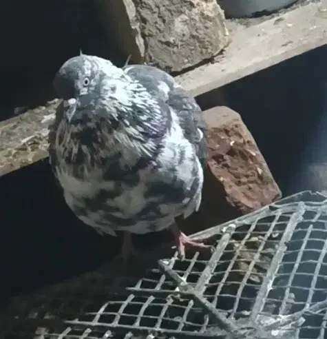 کفتر گمشده|پرنده|فیروزه, |دیوار