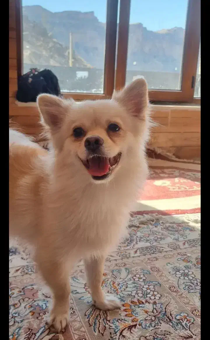 سگ خانگی|سگ|باوی, |دیوار