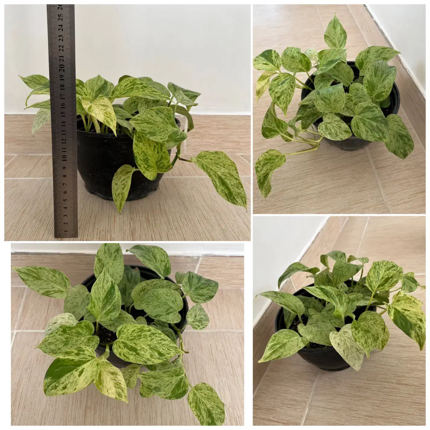 انواع گل و گیاه خاص|گل و گیاه طبیعی|مراغه, |دیوار