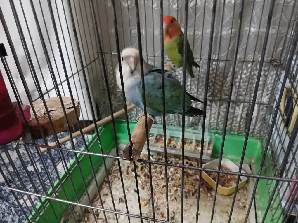 طوطی برزیلی مولد|پرنده|کرج, فاز ۳ گوهردشت|دیوار