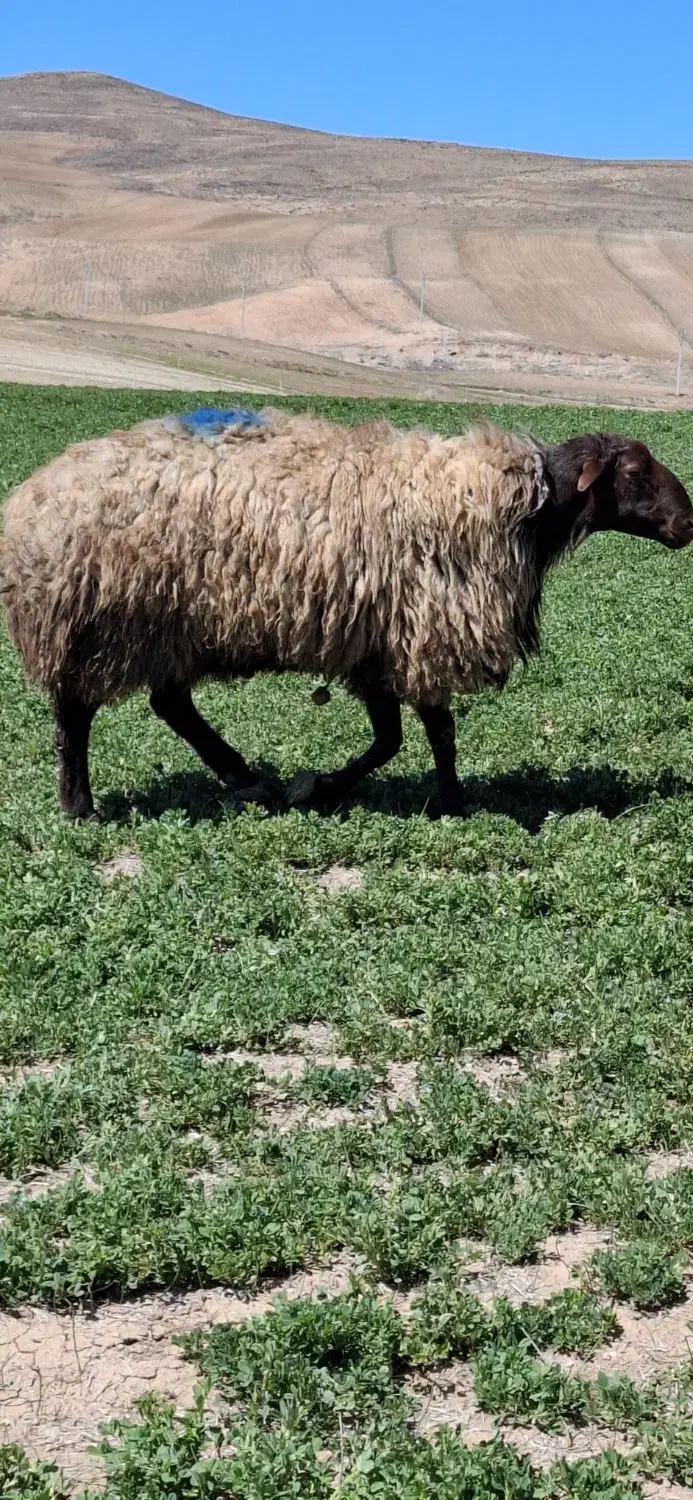 قوچ|حیوانات مزرعه|چادگان, |دیوار