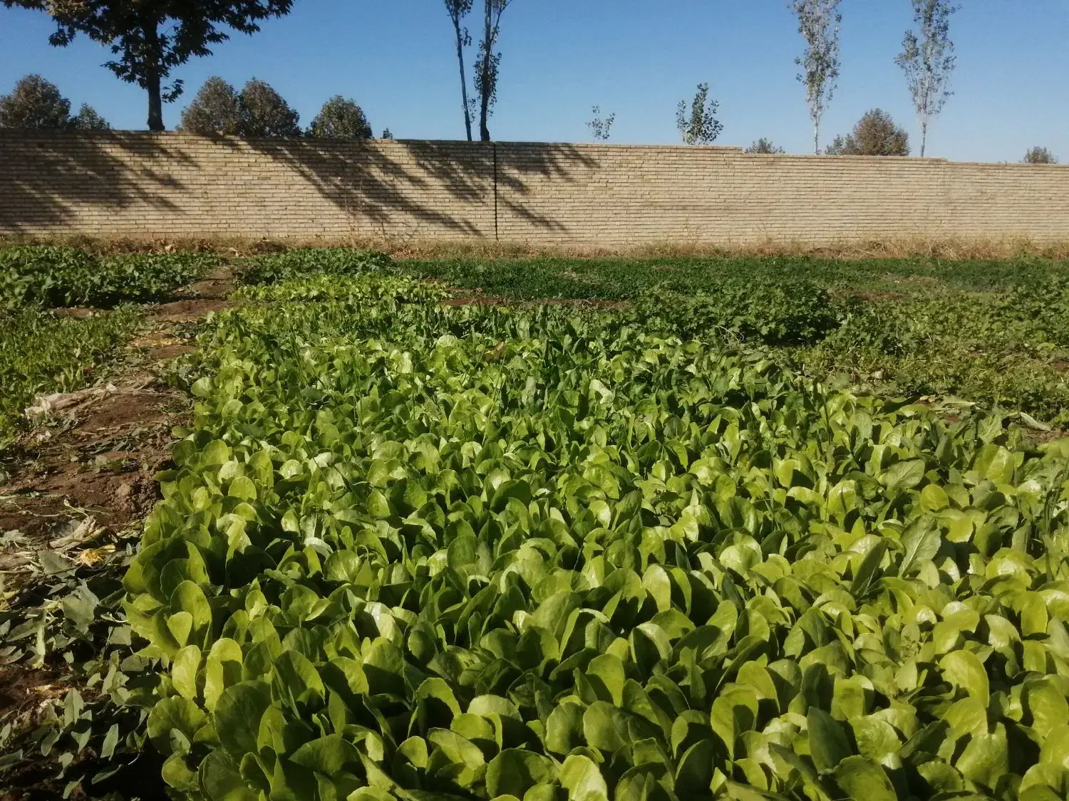 نهال کاهو پیچ اصل متری 450هزارتومان|خدمات باغبانی و درختکاری|مینودشت, |دیوار