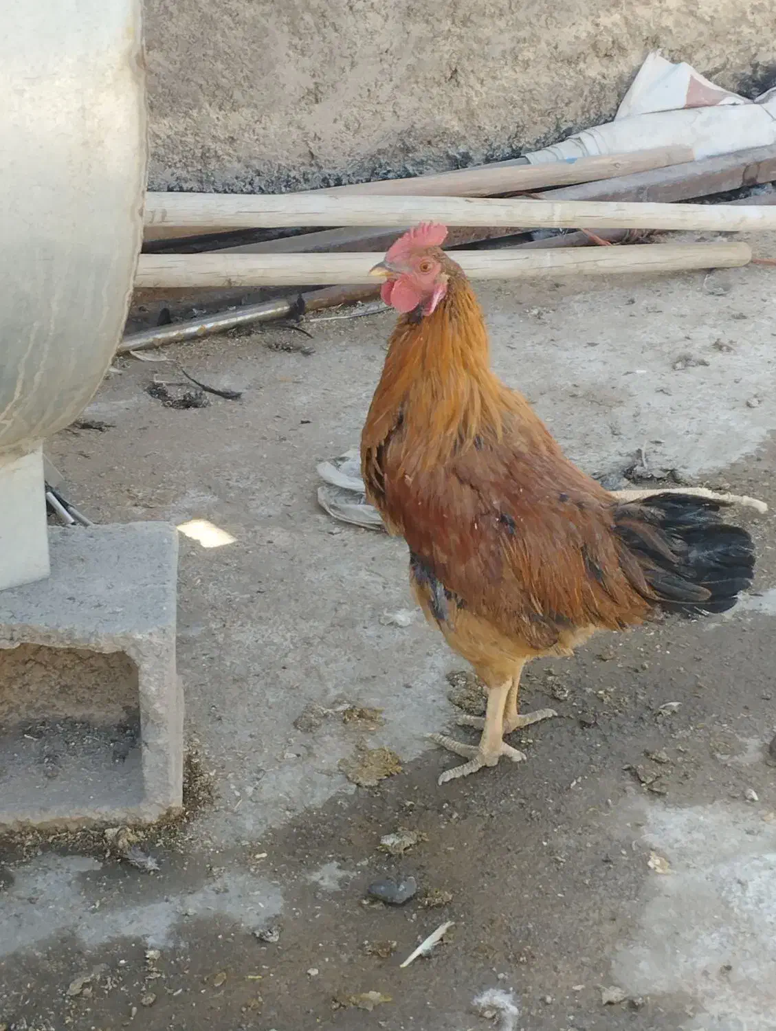 خروس جوان|حیوانات مزرعه|برخوار, |دیوار