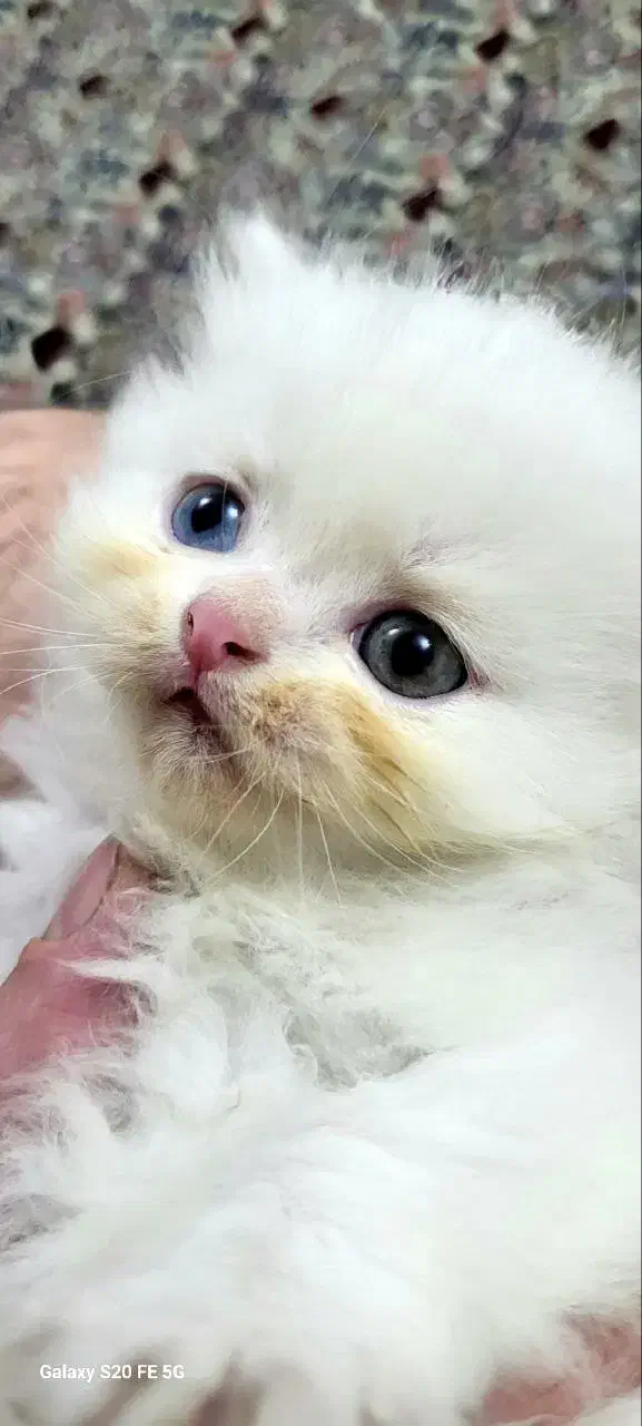 گربه واگذاری|گربه|کرمانشاه, |دیوار