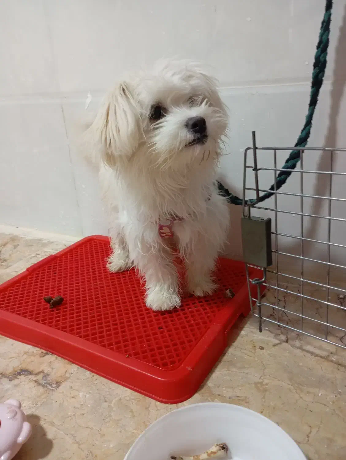 سگ خانگی نژاد اشپیتز|سگ|بروجن, |دیوار