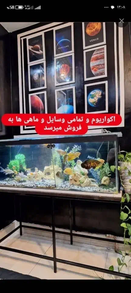 آکواریوم|ماهی|نهاوند, |دیوار