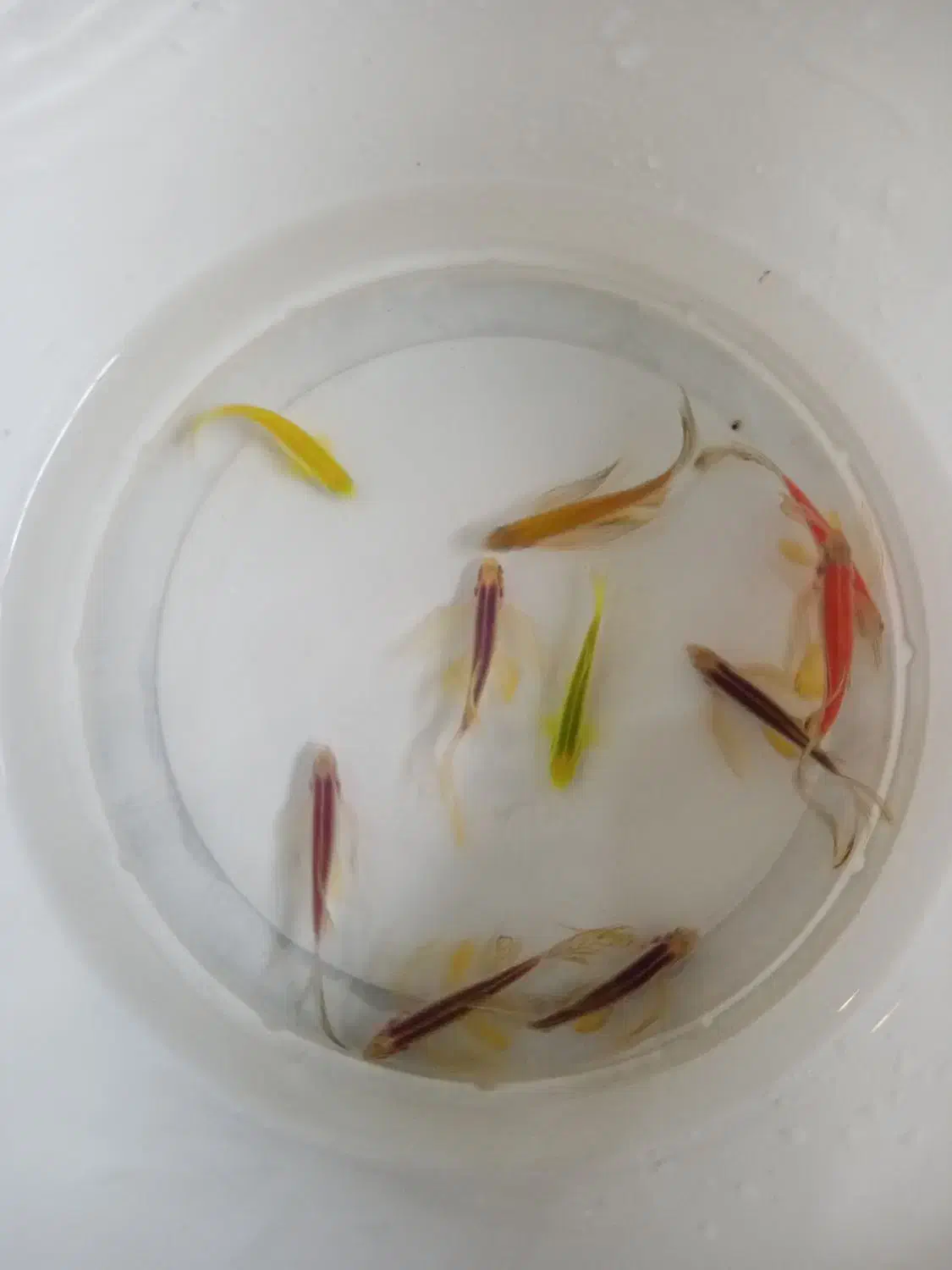 فروش عمده و خرده ماهی آکواریومی|ماهی|قائم‌شهر, |دیوار