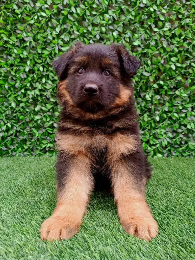 یک جفت توله ژرمن شپرد|سگ|کرج, شهرک الهیه|دیوار