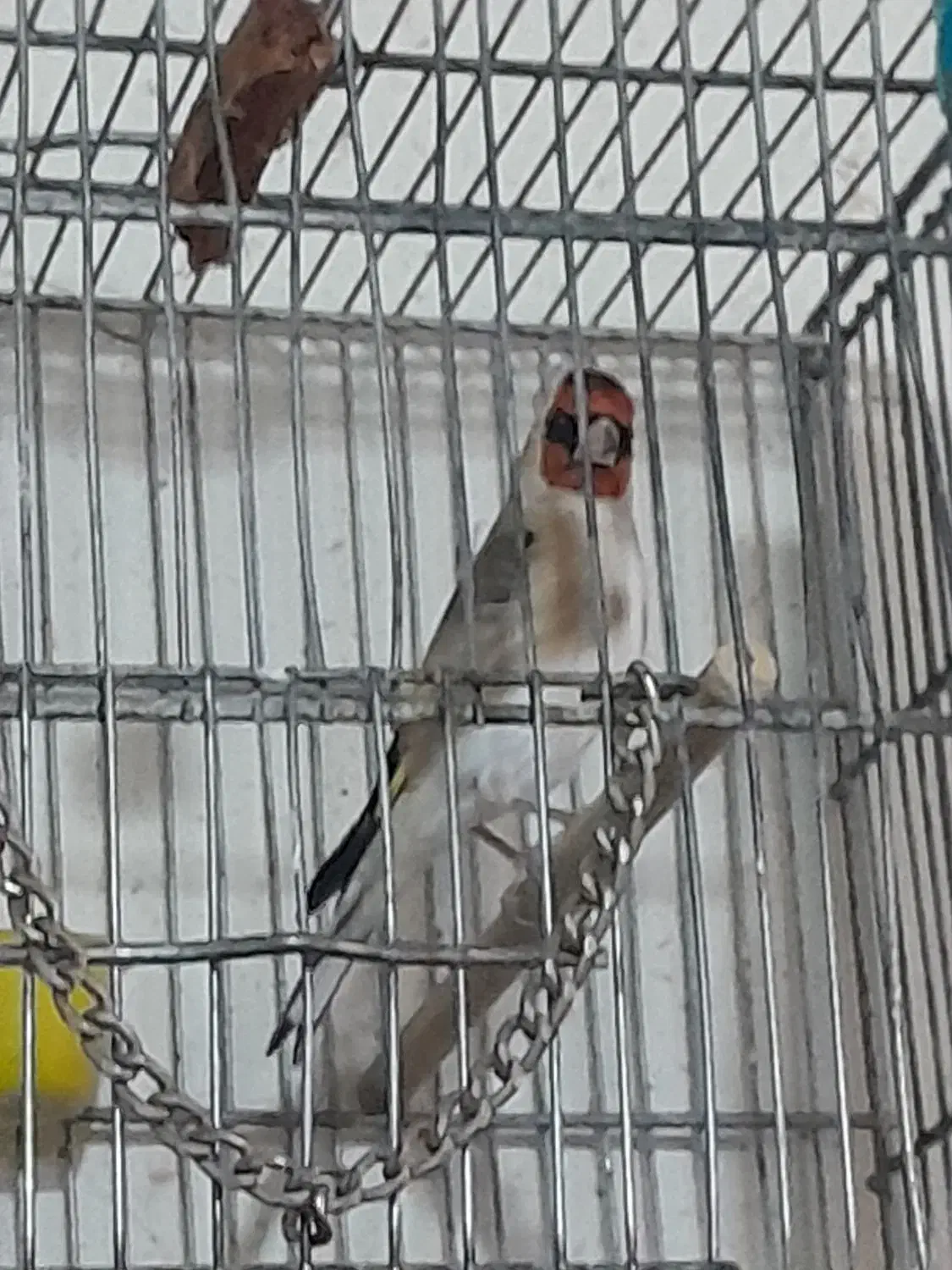 سره بهاره استانه|پرنده|شازند, |دیوار