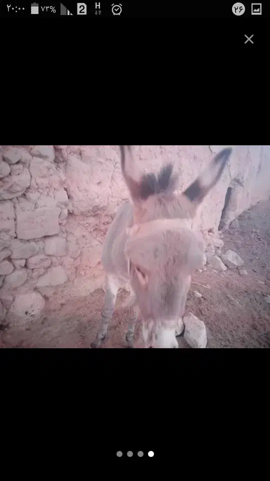 7تومان الاغ تازه سواری و باری و گله ای|حیوانات مزرعه|نصر آباد, |دیوار