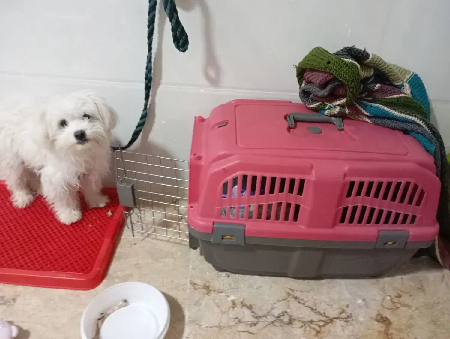 سگ خانگی نژاد اشپیتز|سگ|بروجن, |دیوار