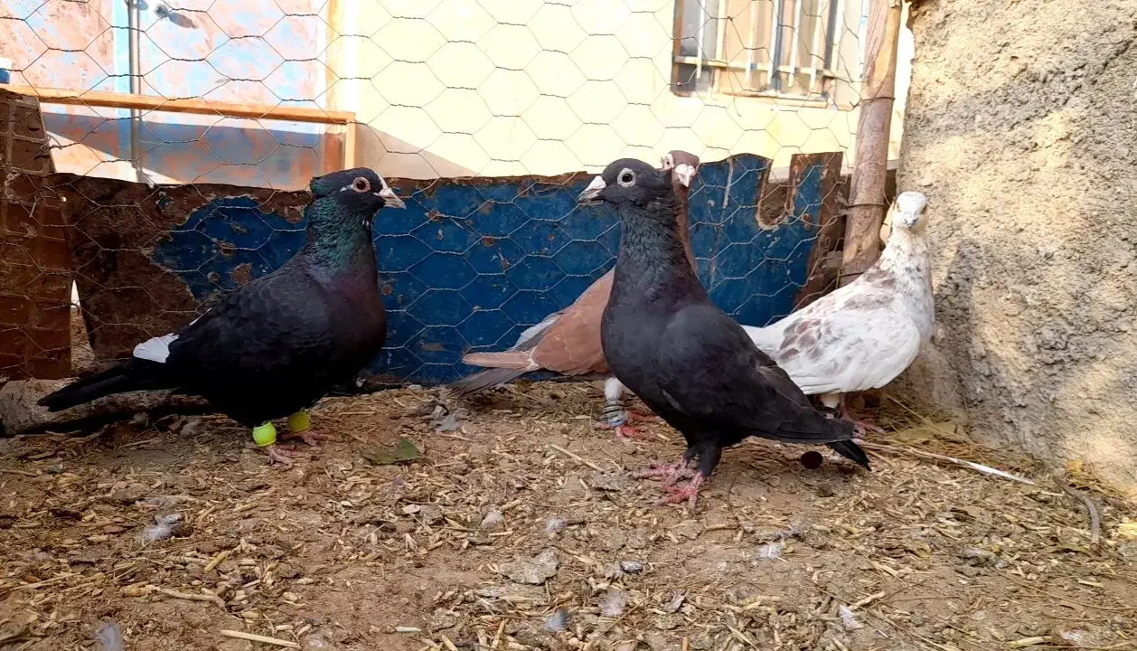 کفتر کاکلی سرخ زاغ قره مینا|پرنده|خواف, |دیوار