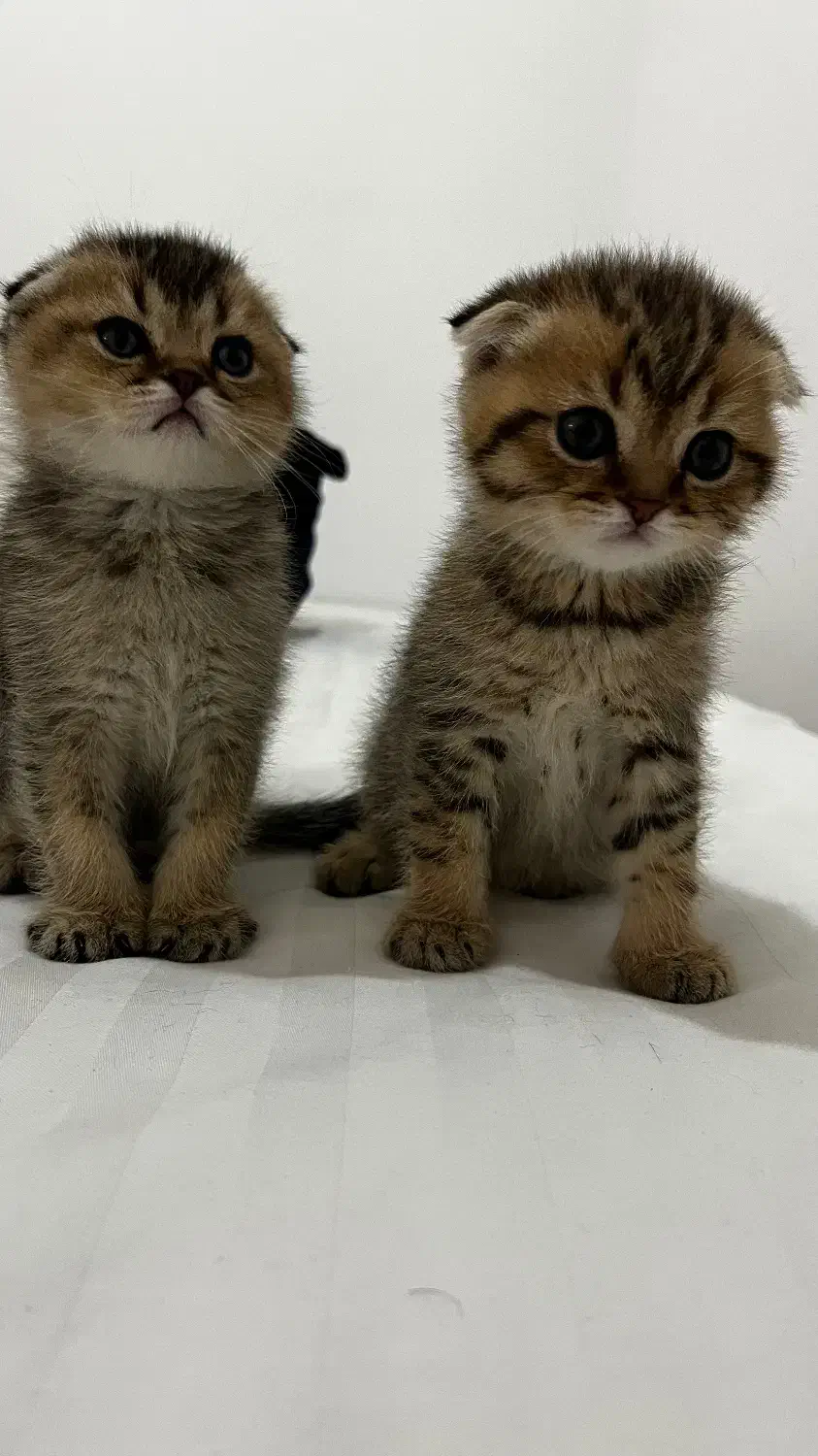 بچه گربه|گربه|همدان, |دیوار