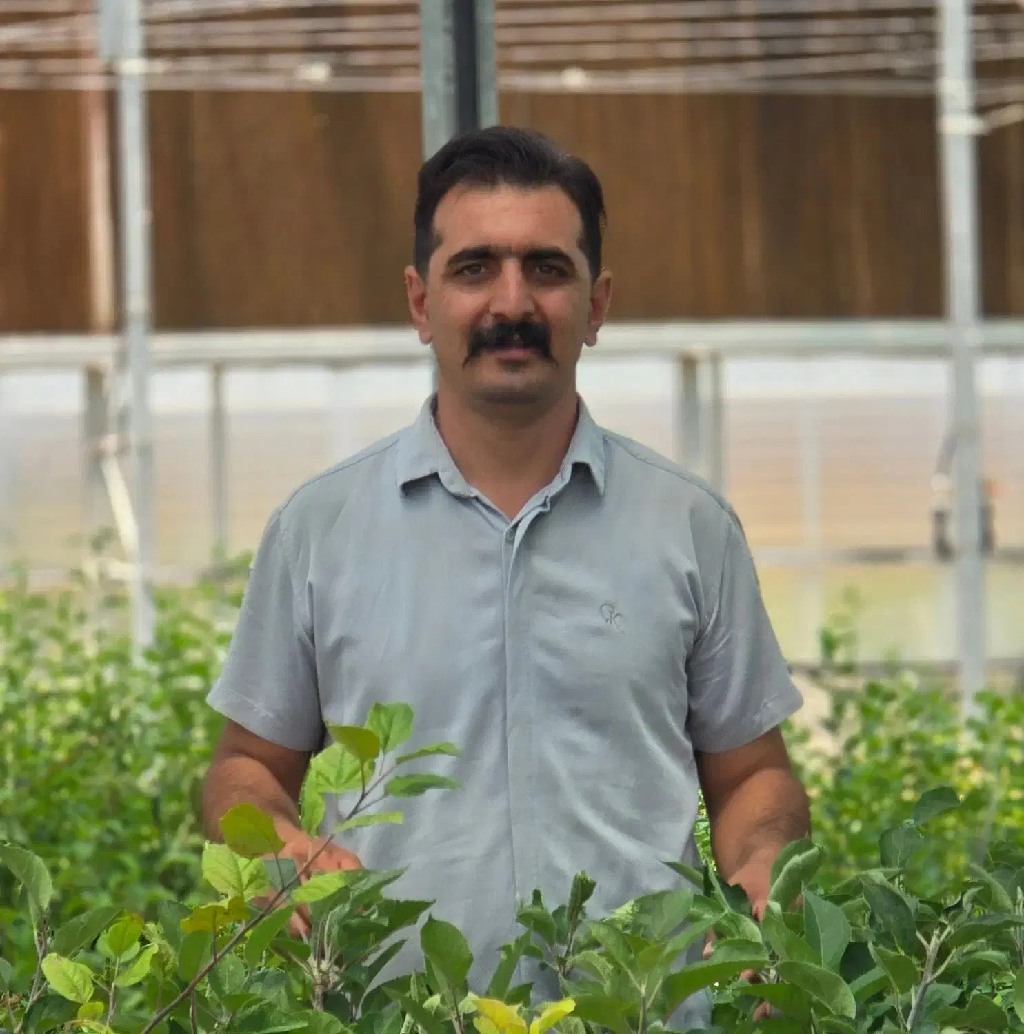 نهال صنوبر سریع چوب‌ده|خدمات باغبانی و درختکاری|ایلام, |دیوار