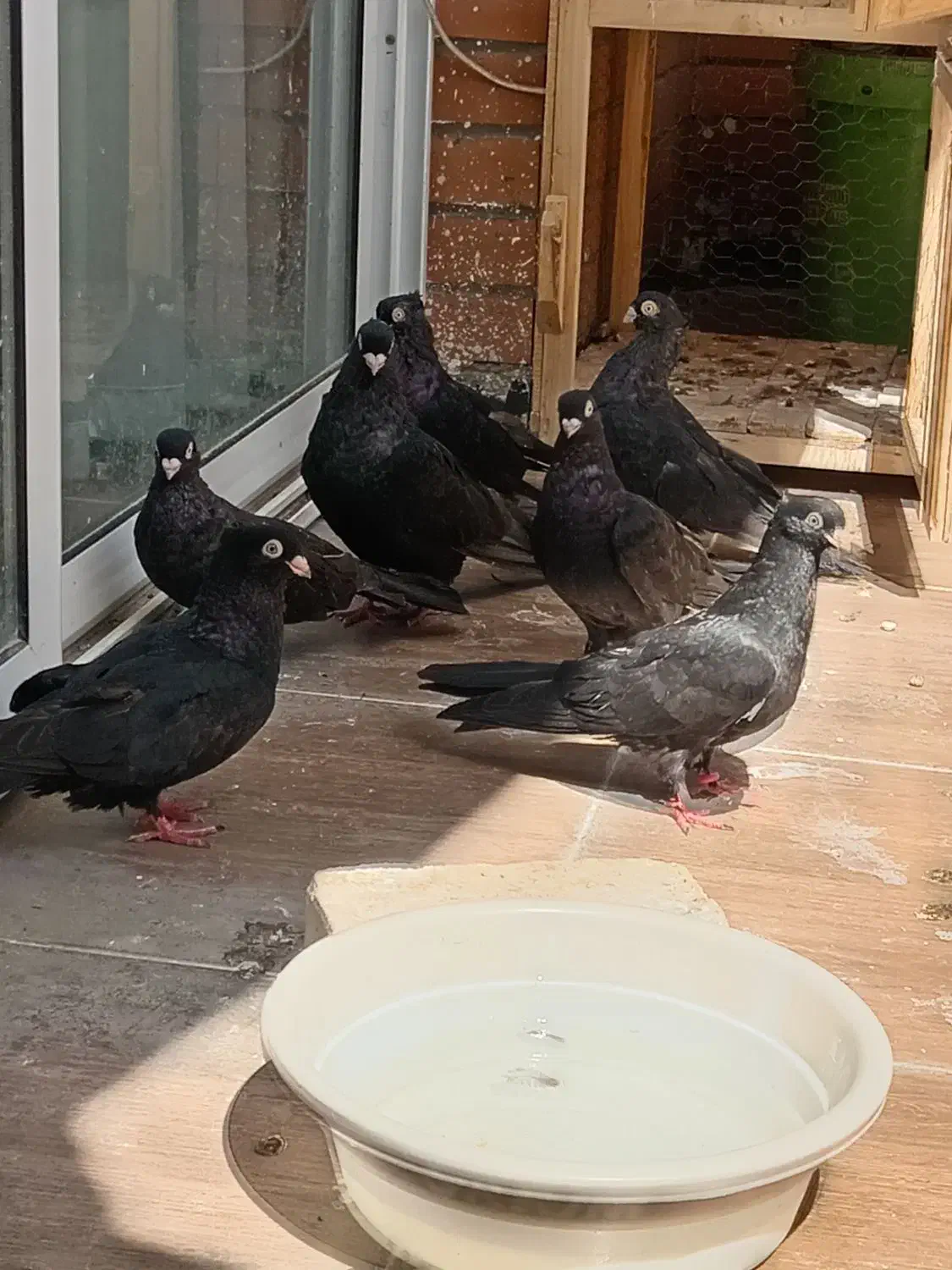 ۷ عددکفتر صربستانی زاغ|پرنده|خمینی‌شهر, |دیوار