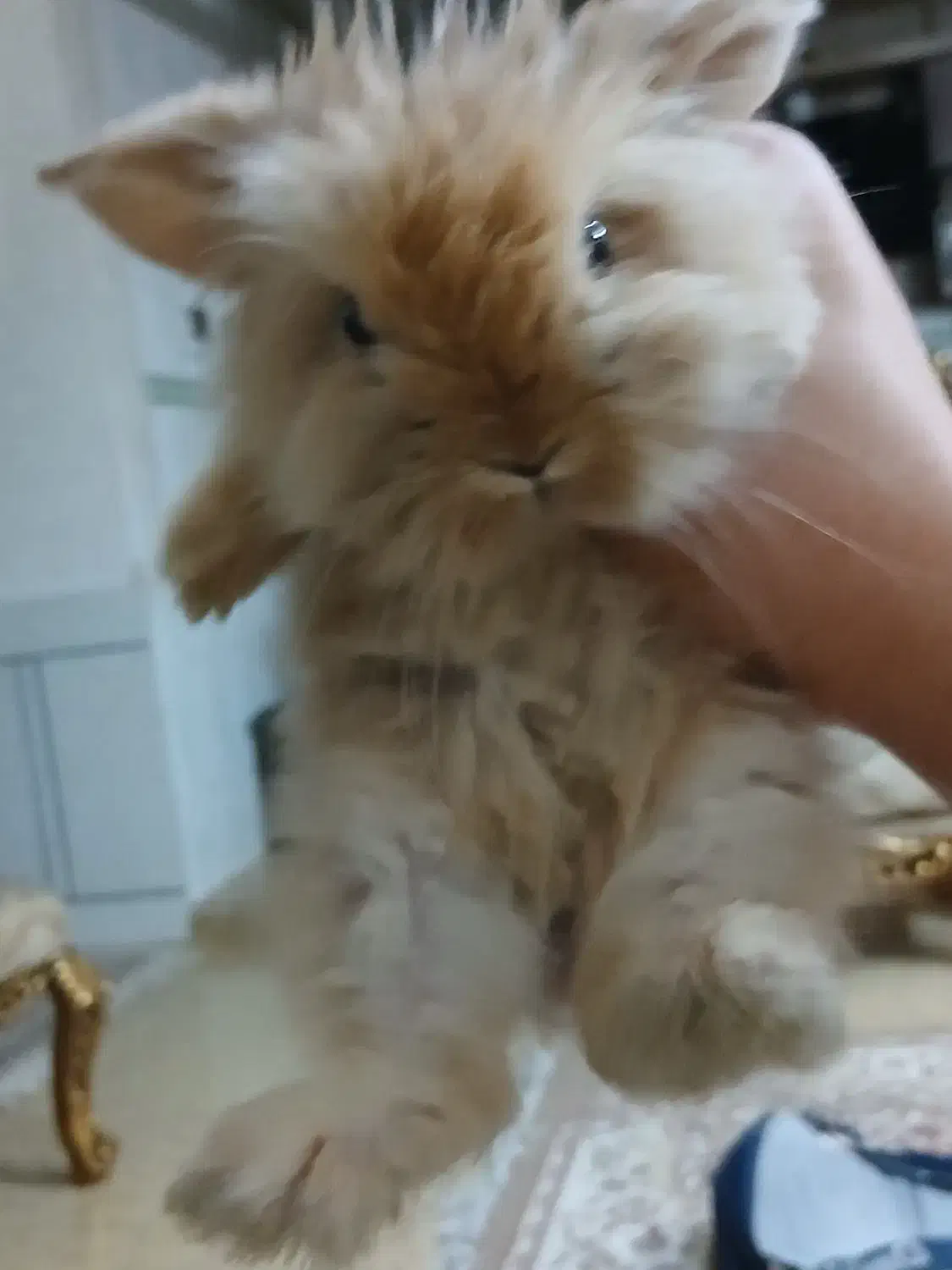 فروش فوری خرگوش لوپ اصل|موش و خرگوش|فولادشهر, B4|دیوار