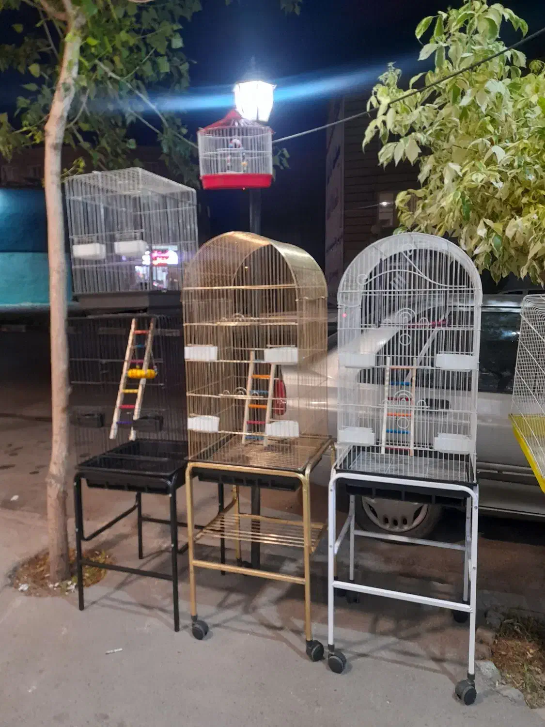 کلکسیون پرندگان طوطیا|پرنده|هشتگرد, مدرس|دیوار