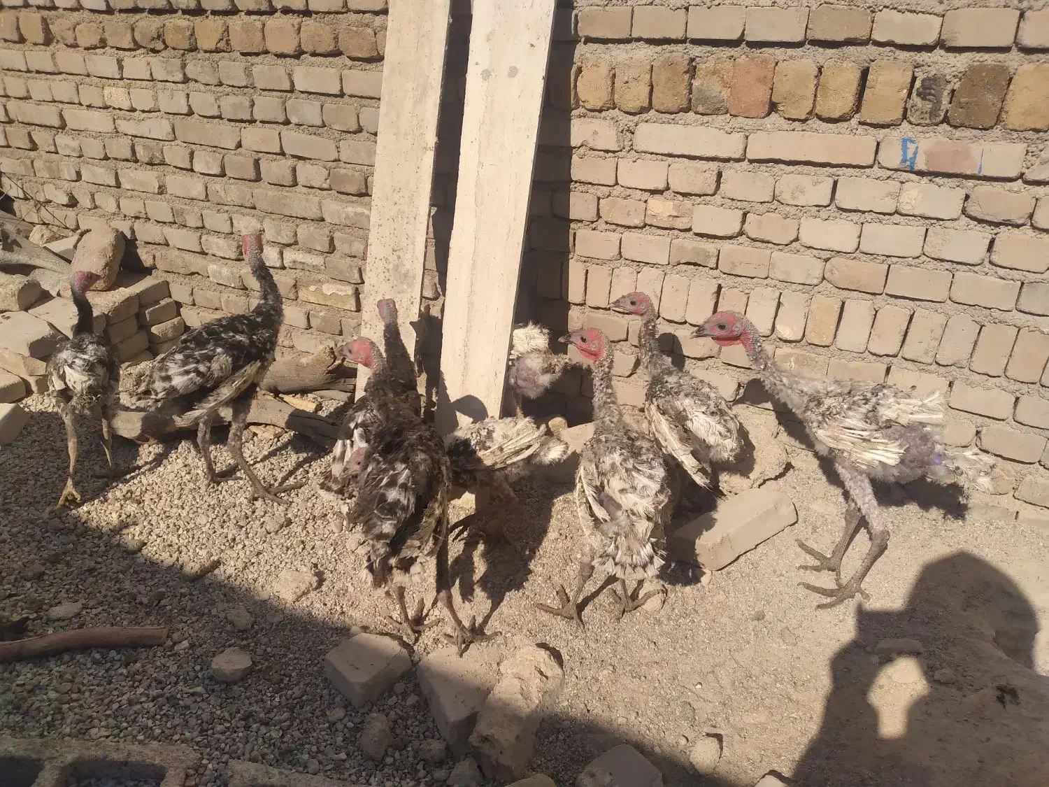 بوقلمون و مرغ|حیوانات مزرعه|پلدختر, |دیوار