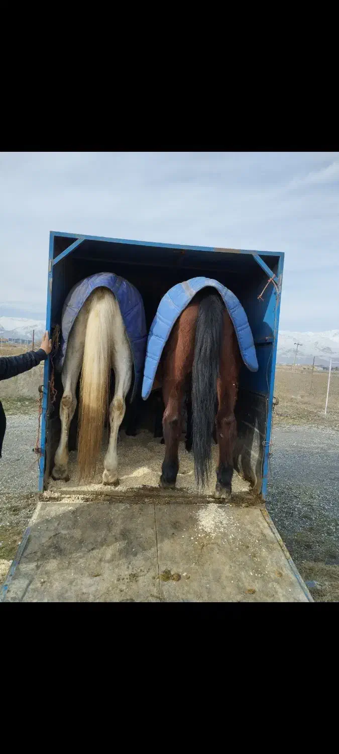 نیسان اسبکش|خودرو سواری و وانت|بروجرد, |دیوار