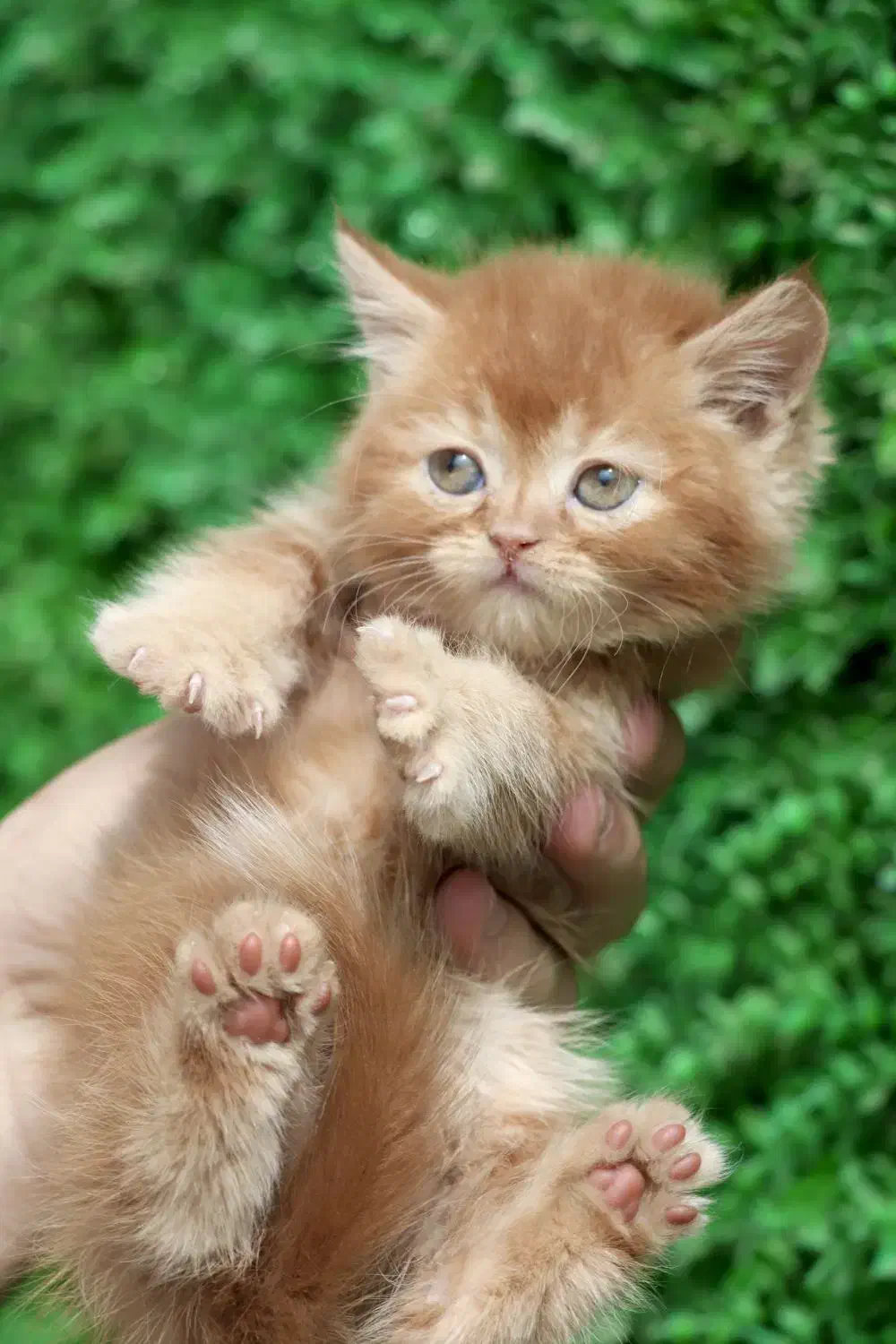 افر ویژه پیشی ملوس|گربه|اصفهان, بهار آزادی|دیوار