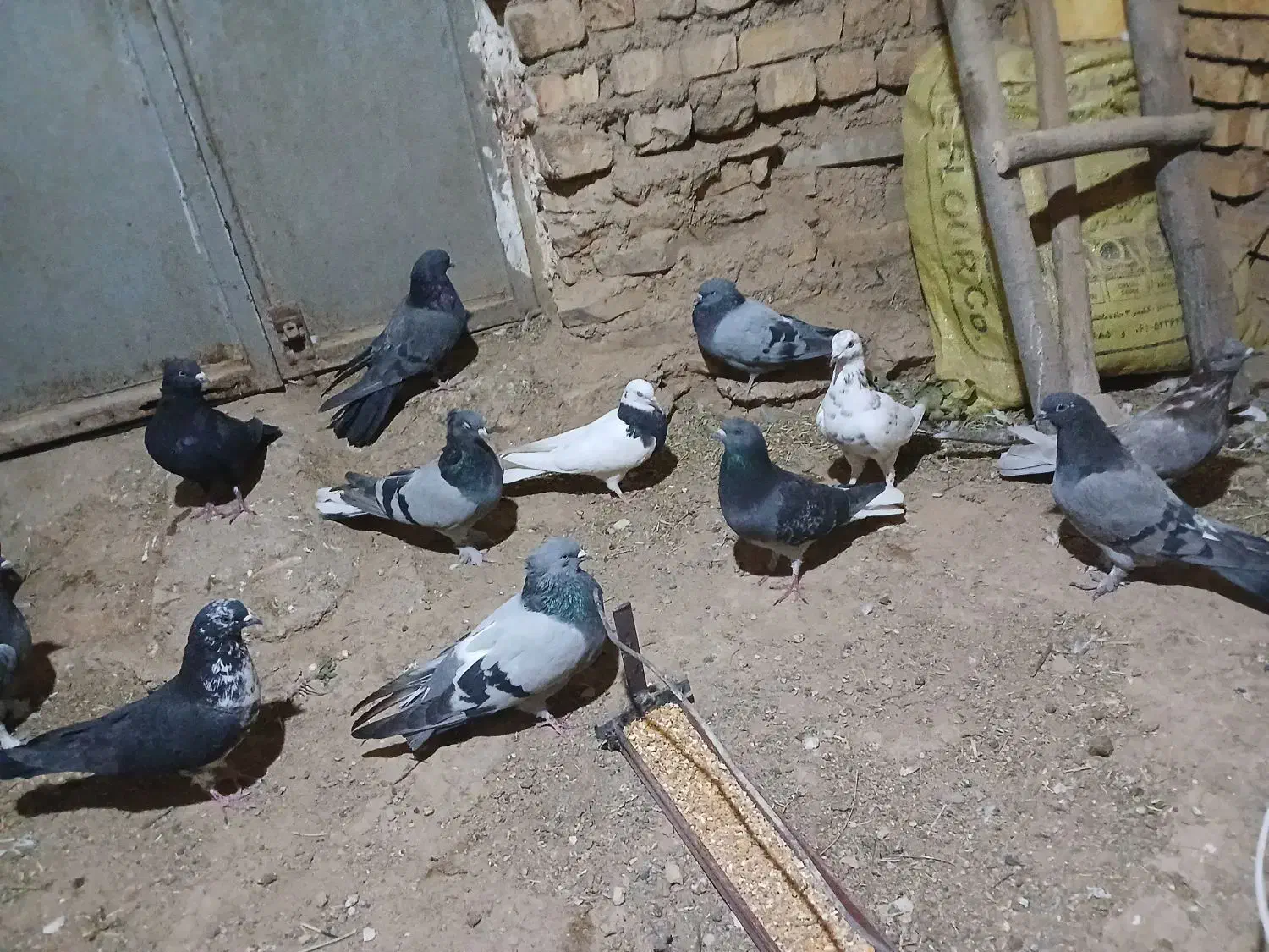 کبوتر کاشانی|پرنده|بروجن, |دیوار