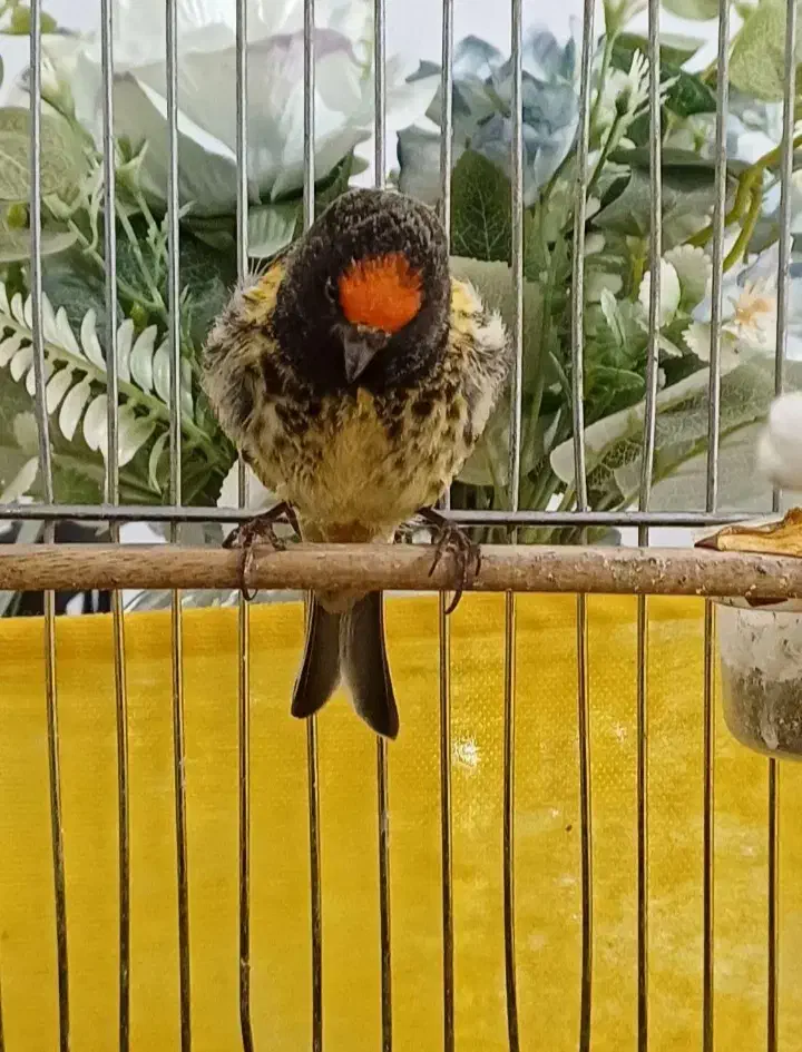 یک عدد گلبسر عطیقه مست به خوان شلاقی|پرنده|شیروان (خراسان), |دیوار