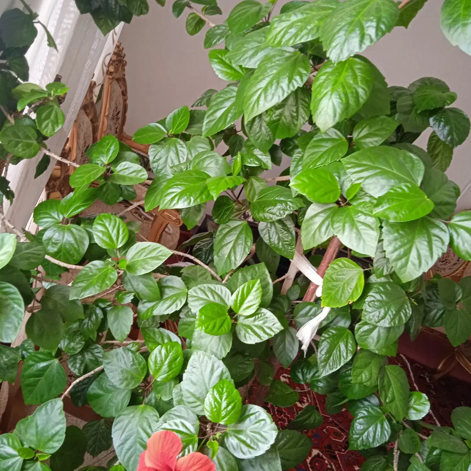 کل زیبای قرمز|گل و گیاه طبیعی|مراغه, |دیوار