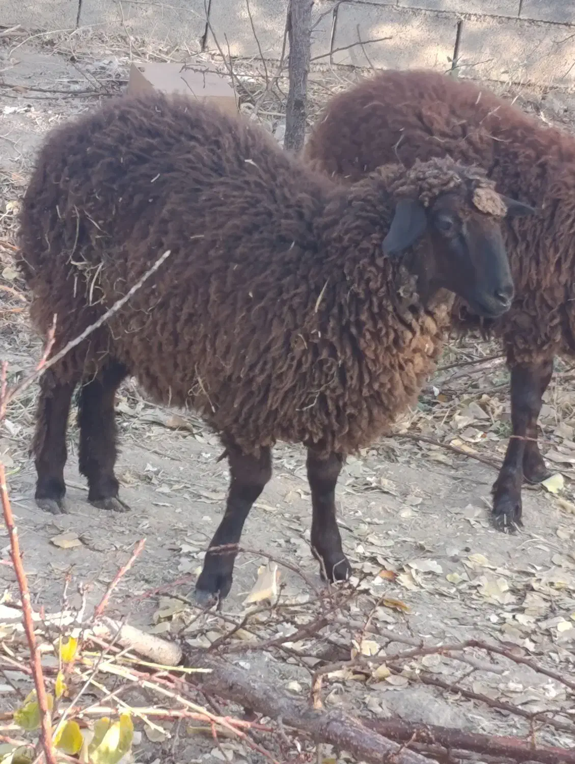 بره فروشی|حیوانات مزرعه|شاهرود, |دیوار