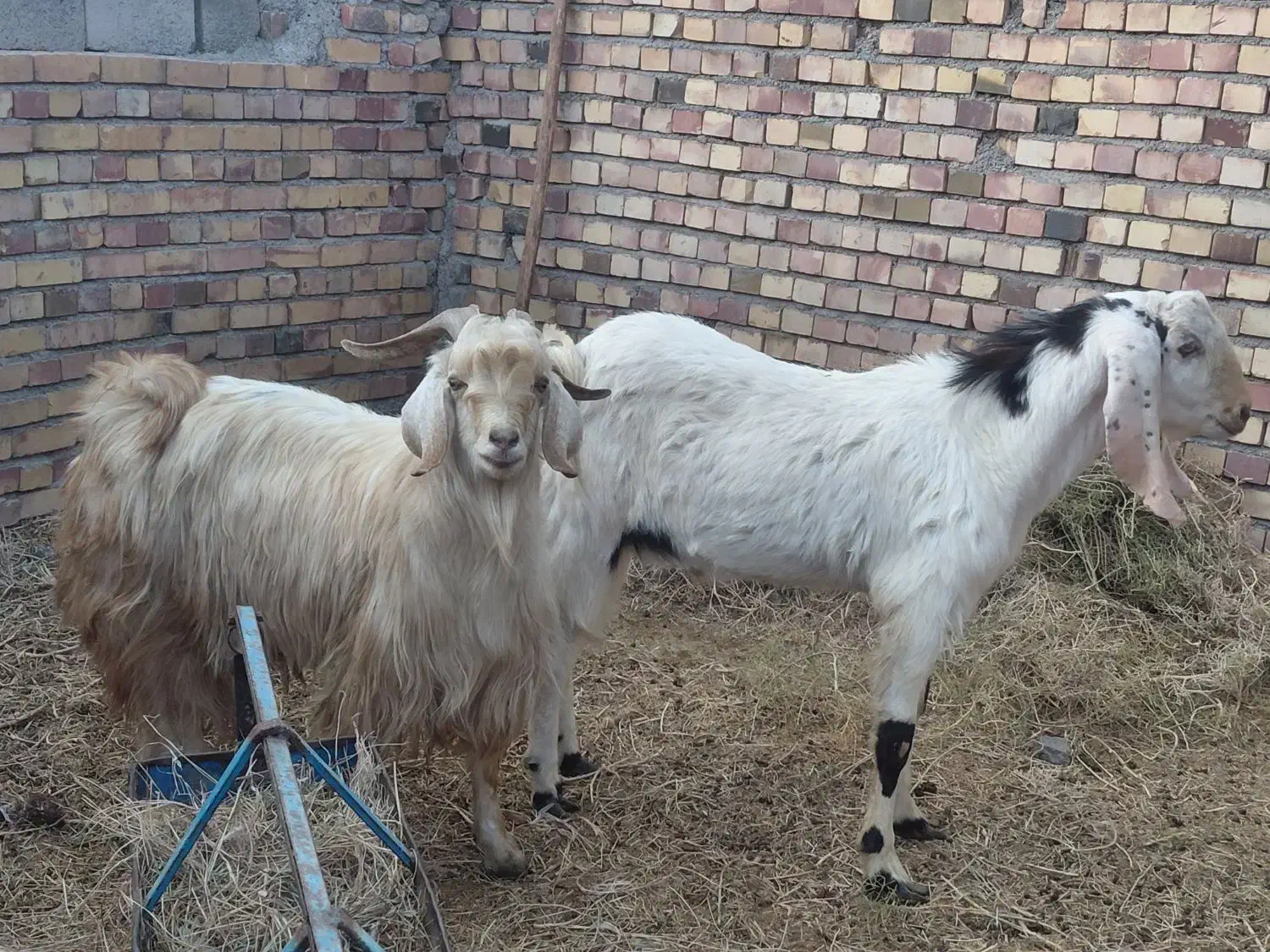 دوتا چبش یک شیره قیمت کیلو ۳۰۰|حیوانات مزرعه|گناباد, |دیوار