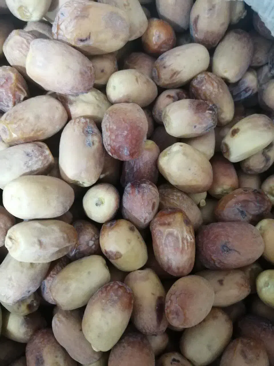 خرما خشک|حراج|طبس, |دیوار