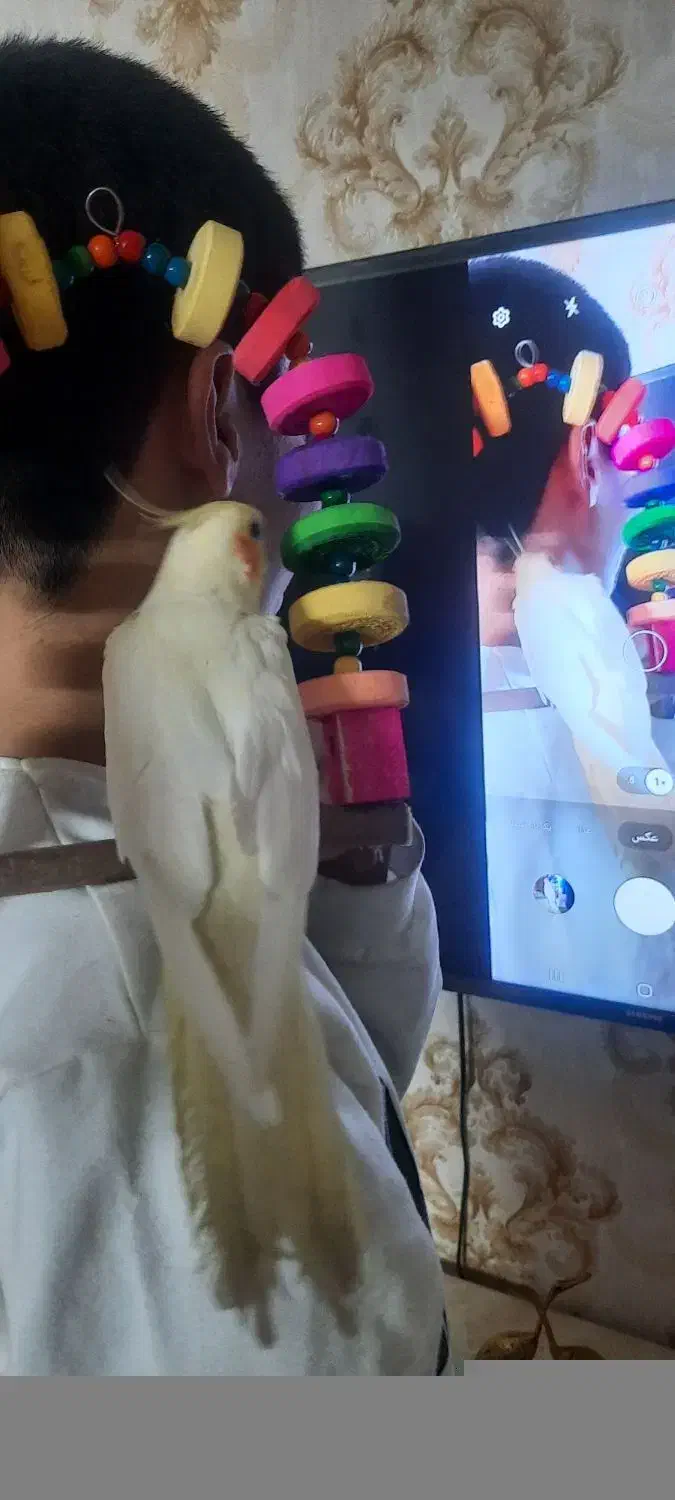 عروس هلندی لوتینو|پرنده|چهاردانگه (تهران), |دیوار