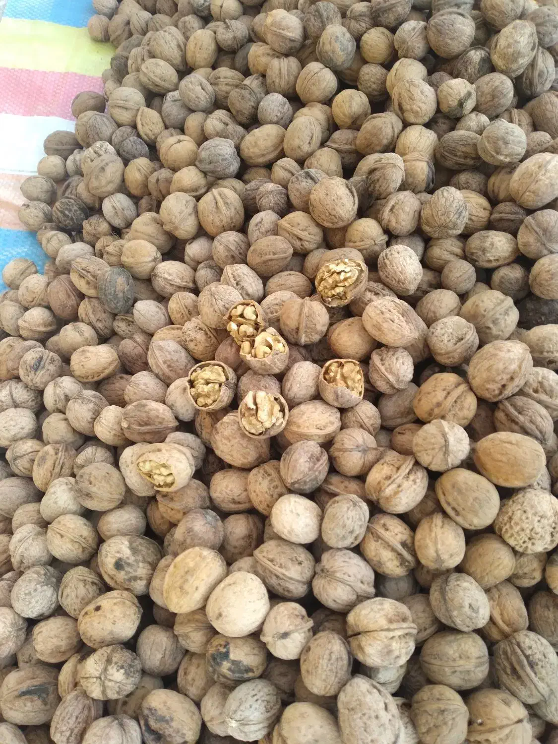 گردوبادام انجیرتوت سنجد رب انار هورامان درجه ۱|عمدهفروشی|بیجار, |دیوار