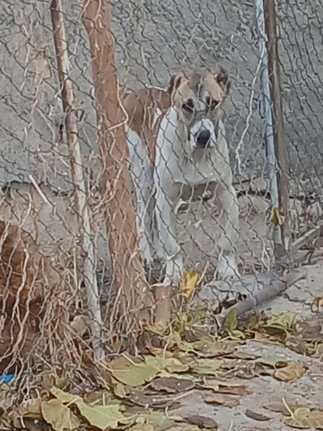 توله سگ|سگ|ساوه, |دیوار