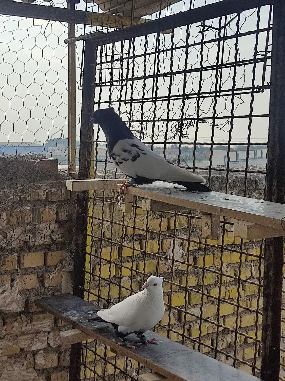 پرنده|پرنده|خرمشهر, |دیوار