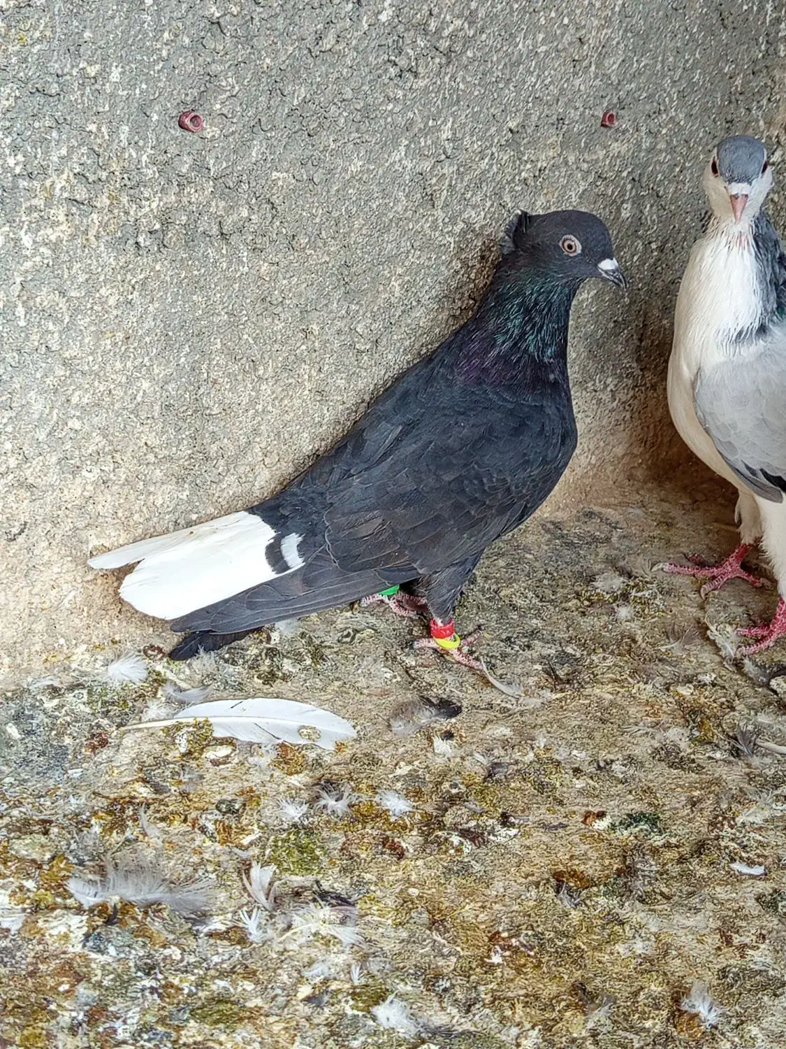 کفتر|پرنده|مشهد, شهید قربانی|دیوار