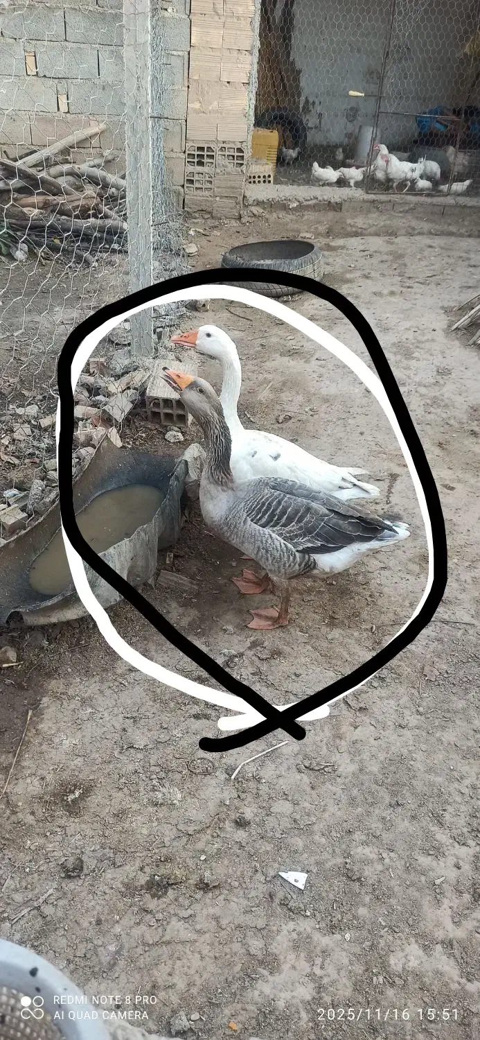 دوتا غاز محلی سالم|حیوانات مزرعه|کلاله, |دیوار