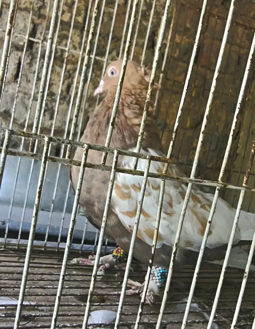 کفترماده سینه سرور ذات قدیم پامیل بزن سروهیکل دار|پرنده|شیراز, کاراندیش|دیوار