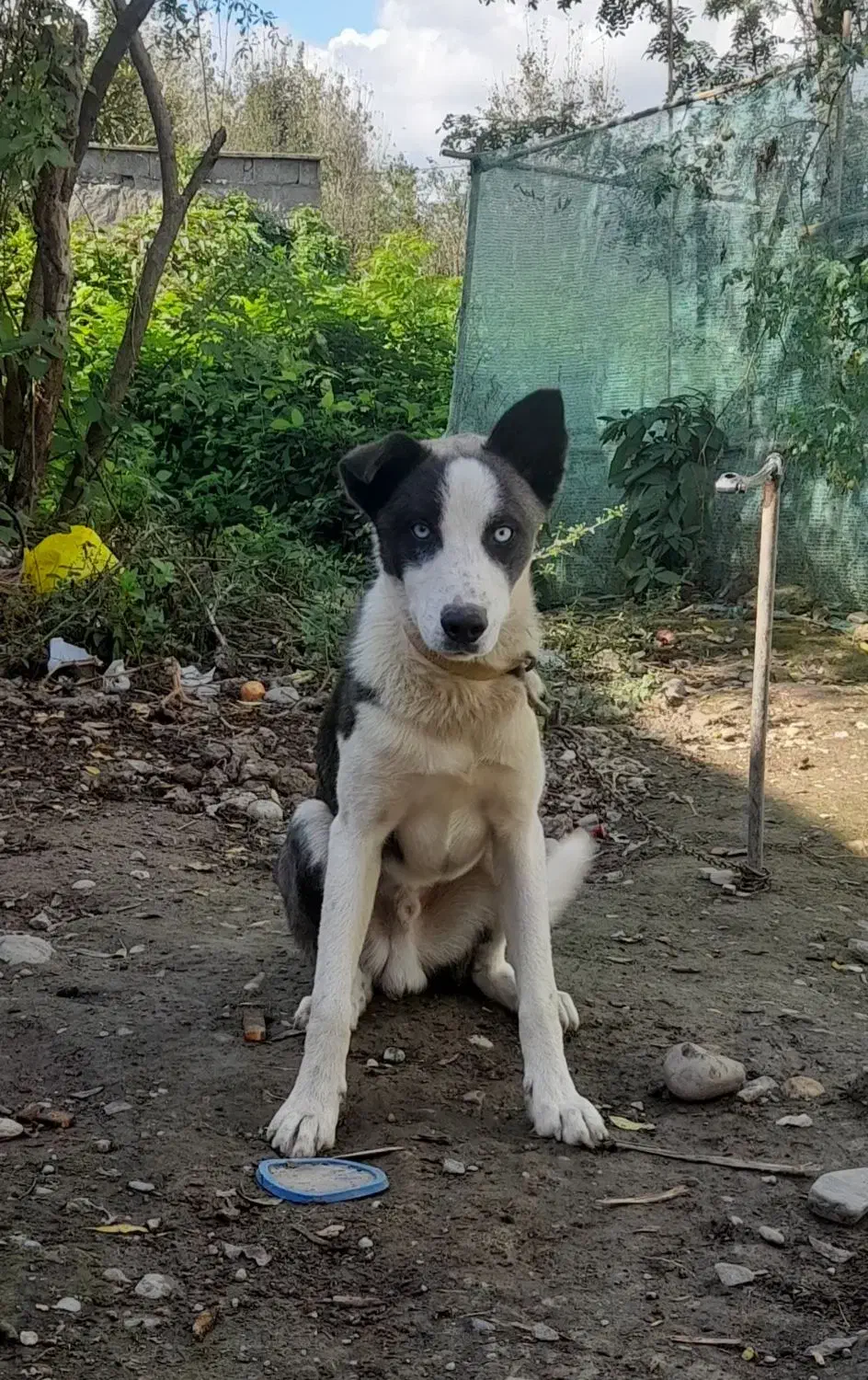 سگ هاسکی|سگ|صومعهسرا, |دیوار