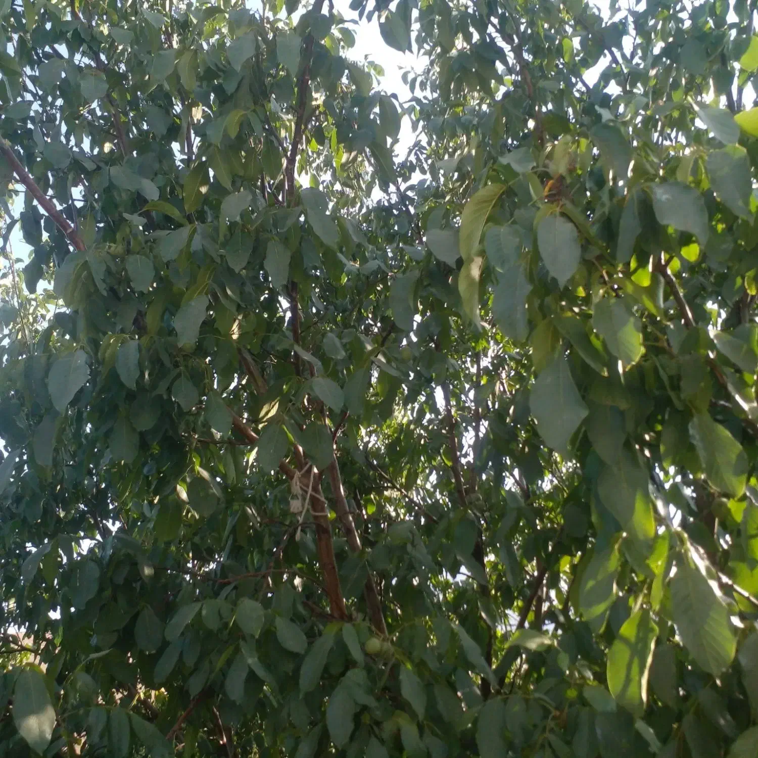 کارهای باغبانی|خدمات باغبانی و درختکاری|فریدونشهر, |دیوار