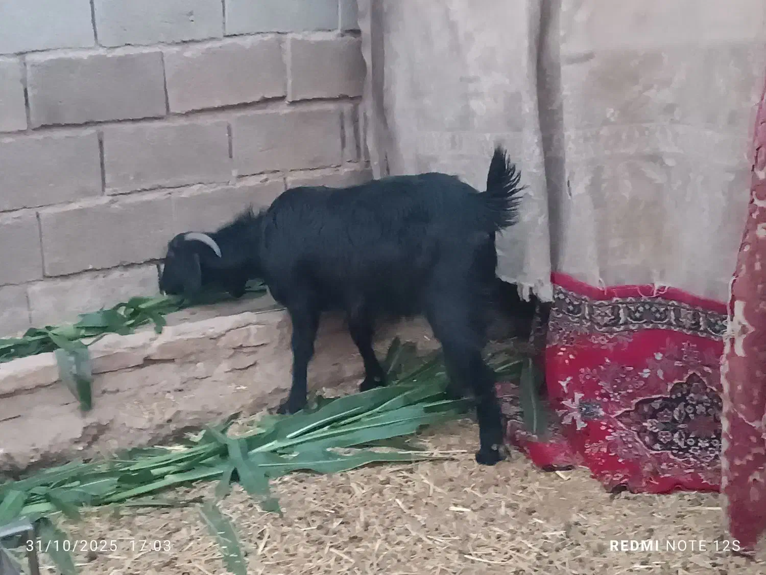 بز چهار ماه آوستن و کولار و یک عدد خروس لاری|حیوانات مزرعه|طبس, |دیوار