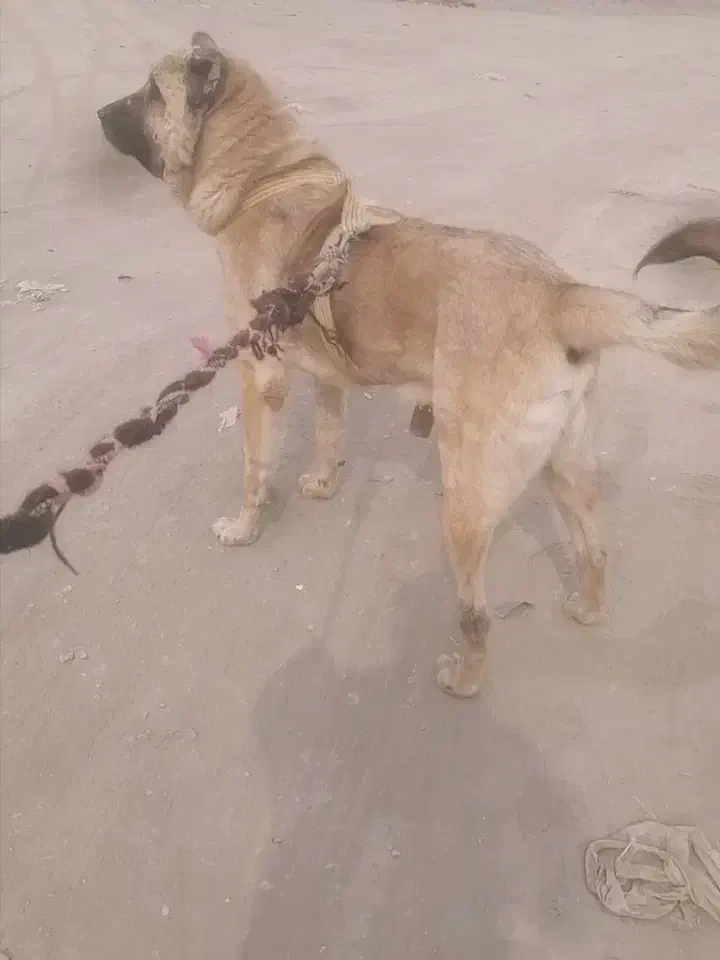 واگذاری سگ سرابی نر نوه بز سرخاب.. پژدرهم دارم|سگ|مشهد, میان ولایت|دیوار