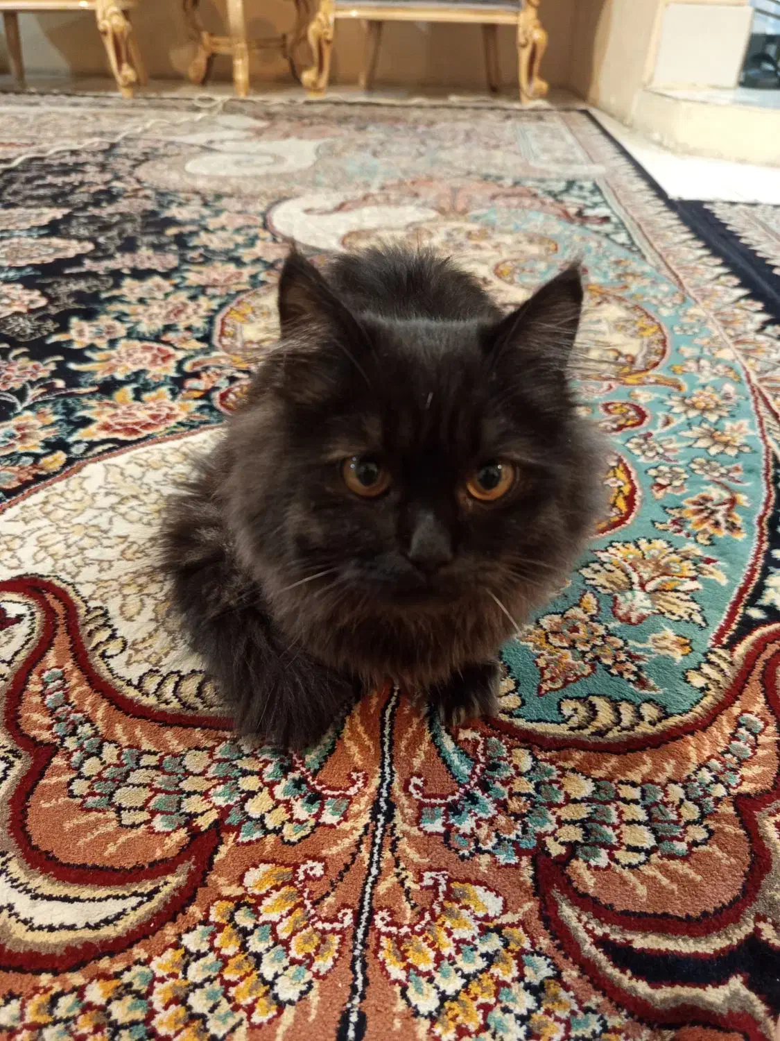 گربه پرشین|گربه|مشهد, مشکینی (شهرک غرب)|دیوار